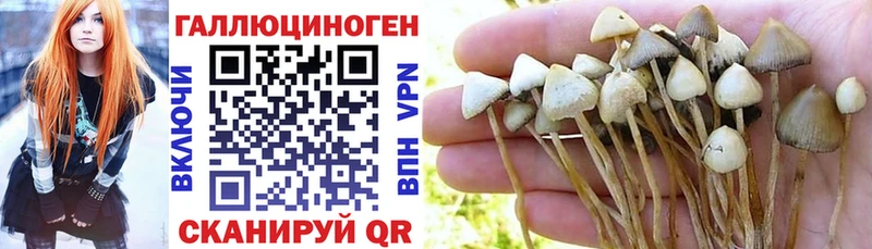 где найти   Урюпинск  даркнет официальный сайт  Псилоцибиновые грибы Cubensis  ссылка на мегу как войти 